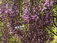 -嘉定紫藤园