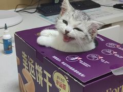 -瑞派康怡24h宠物医院·犬猫医疗中心·微创绝育(瑞景分院)
