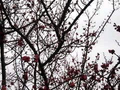 -上海市龙华烈士陵园