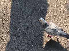 -上海宋庆龄故居纪念馆