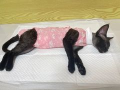 -中农大我爱我爱动物医院·核磁CT·猫病·24小时夜诊中心(石佛营店)