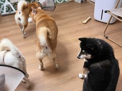 -是阿柴呀！柴犬咖啡·爱喵喵猫咖