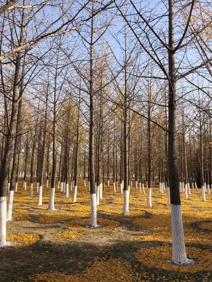 金田公园-"宅在家里时间长了,看网上说这里可以不用戴.