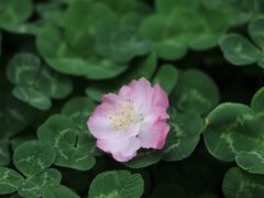 -秀丽东方