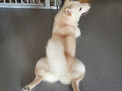 -喜柴咖啡·柴犬狗咖