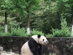 -都江堰中华大熊猫苑