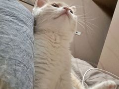 -柚子猫舍·精品猫舍购猫·猫咪认养·购宠·宠物店