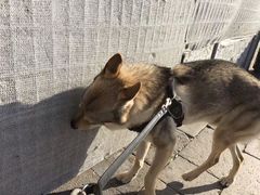 -叹息桥