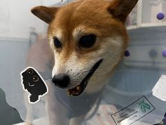 -纳吉亚猫专科动物医院·北北分院