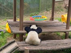 -栾川竹海野生动物园