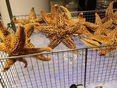 -松咖啡自助餐厅·松北香格里拉