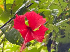 -西双版纳原始森林公园