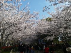 -高东镇樱花园