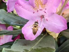 -深圳市中科院仙湖植物园