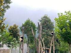 -卧龙中华大熊猫苑神树坪基地
