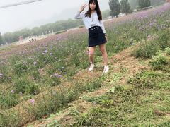 -北京东方普罗旺斯薰衣草庄园