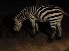 -清迈夜间动物园