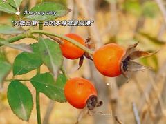 -北京凤凰岭