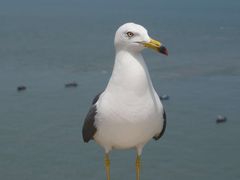 -海驴岛(荣成市)