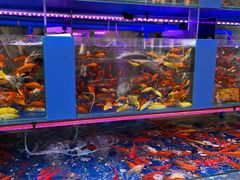 -青石桥花鸟鱼虫市场(叠翠城店)