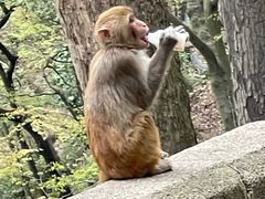 -黔灵山公园