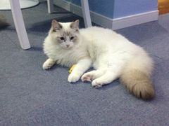 iphone_upload_pic-喵的天空名猫咖啡馆·撸猫·猫舍·用品