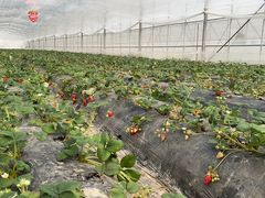 -喜杨洋草莓采摘园