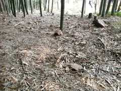 -穹窿山景区