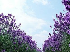-北京东方普罗旺斯薰衣草庄园