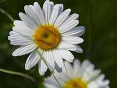 -花开海上生态园