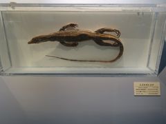 -大阪市立自然史博物馆