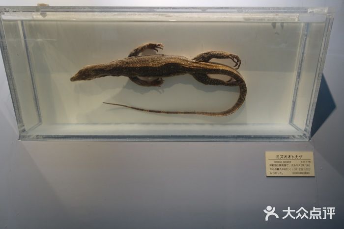 大阪市立自然史博物馆图片