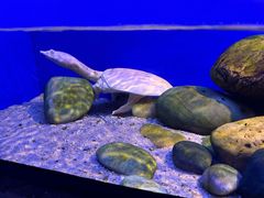 -上海海洋水族馆