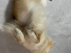 -宠小格时尚宠物生活馆(唐镇店)