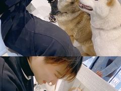 -柴务处·柴犬主题狗咖