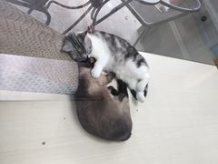 -老吴的猫·猫舍(新区店)