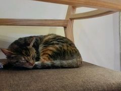 -猫的天空之城概念书店(杭州南宋御街店)