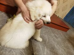 -浮生探案馆·剧本·狼人杀·电竞