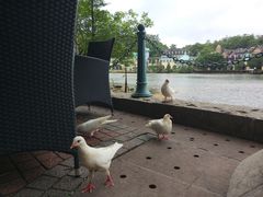 -茵特拉根酒店·西餐厅