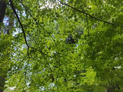 -五营红松林海景区