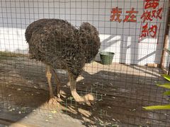 -西双版纳傣族园