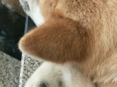 -喜柴咖啡·柴犬狗咖