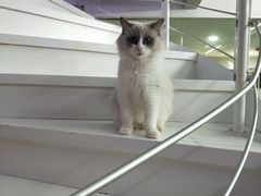 -极木²邸 人与宠物·互动社区
