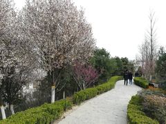 -西安青龙寺遗址景区