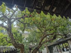 -百年老字号·观振兴蟹黄面·三虾面·苏式面(观前街富仁坊巷店)