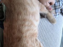 -pd派德宠物中心医院24H急重症·眼科中心·血液透析中心(嵩山北路店)