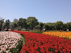 -大宁郁金香公园-停车场