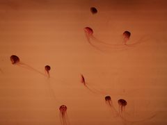 -沈阳海洋探索中心