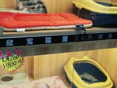 -欣宠猫屋·矮脚拿破仑·蓝金金渐层