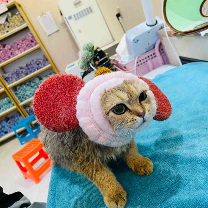 猫大福猫咪专门店-"没吹干,毛也没梳好,回家发现里面还是潮的.